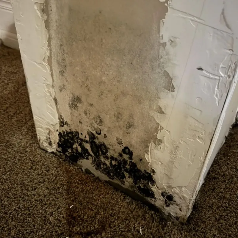 Professional Mold Removal in Johnson County, MO
